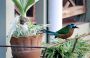 Trinidad2005 - 129 * Blue-crowned Motmot.